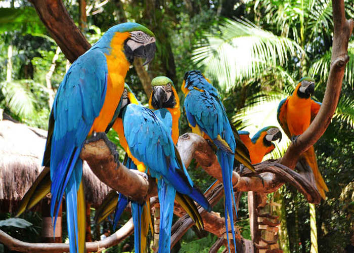 Parque de Las Aves